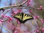 Butterfly Ridge Conservation Center